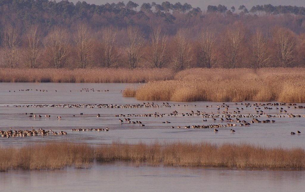 Un'immagine della riserva Naturale delle Morette (Foto Alessio Bartolini)