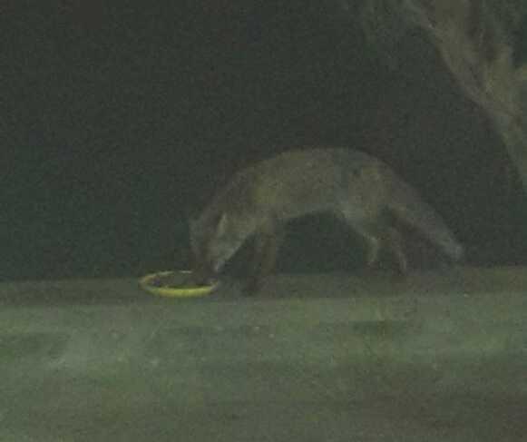 La volpe mangia nel ciotolino dei gatti