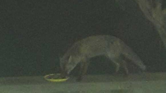 La volpe mangia nel ciotolino dei gatti