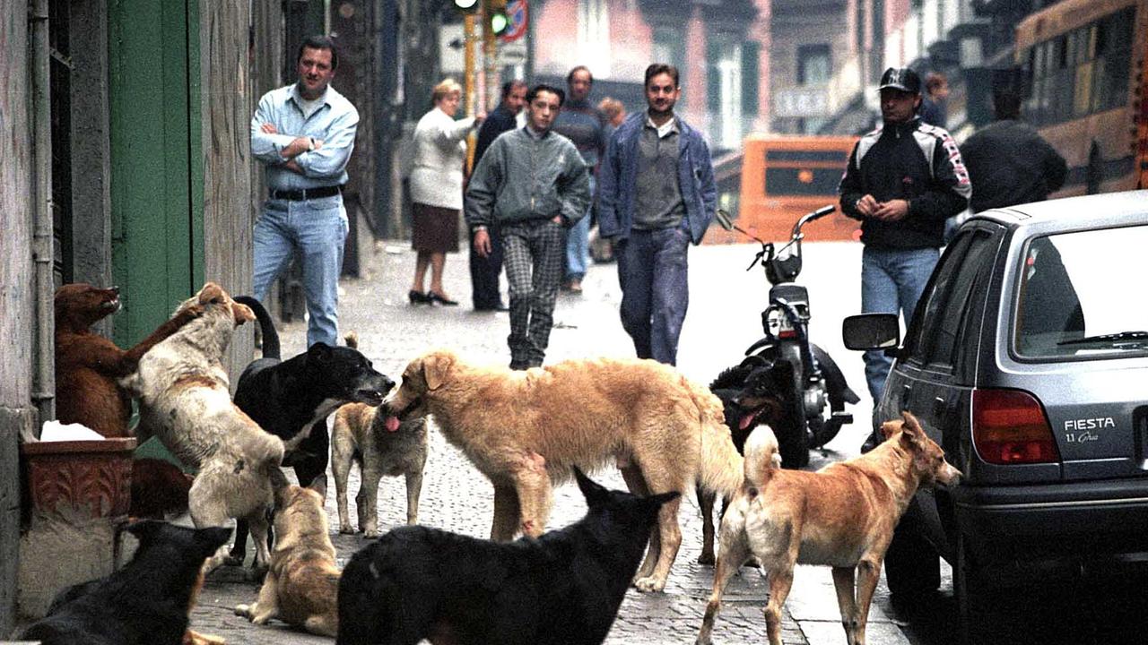 Un gruppo di cani