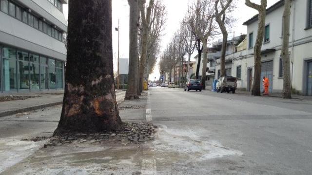 L'albero dove si è schiantata l'auto sul viale Montegrappa (foto Batavia)