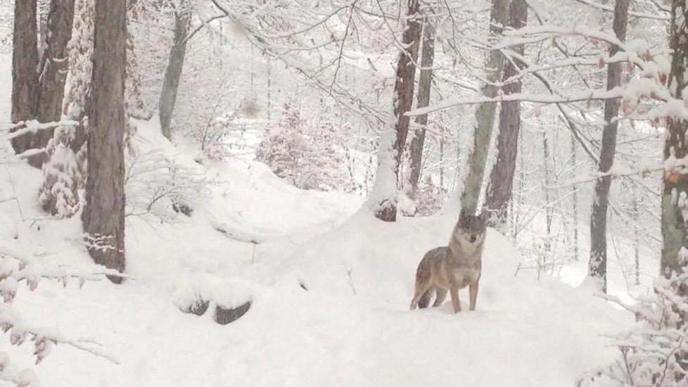 Va nel bosco e trova un lupo