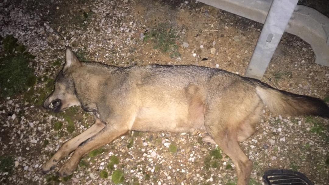 Il corpo senza vita del lupo (o ibrido) travolto e ucciso mentre attraversava l'Aurelia