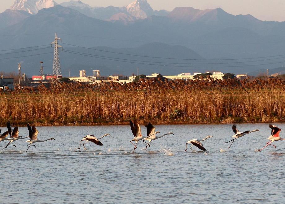 Fenicotteri avvistati a Titignano