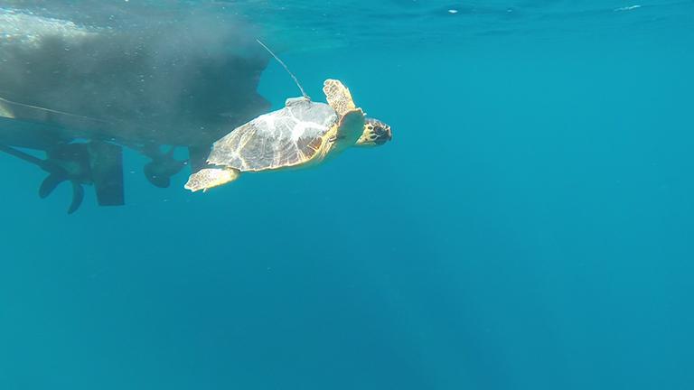 La tartarughina rilasciata in mare