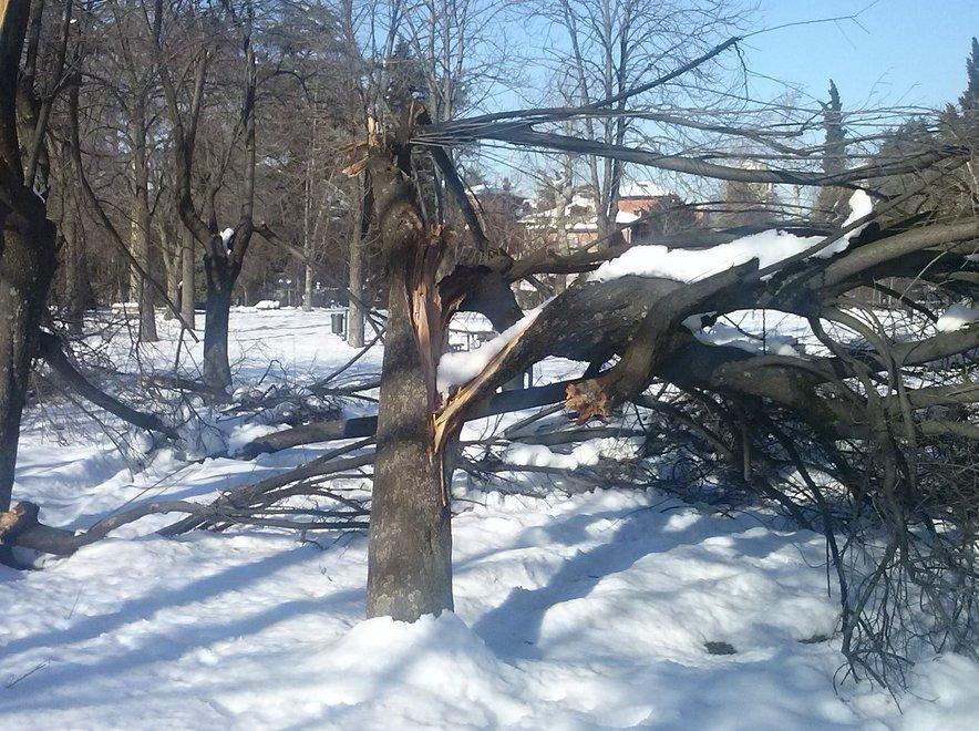 Piante a rischio: chiusi i parchi 