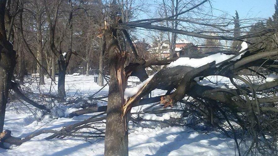 Piante a rischio: chiusi i parchi