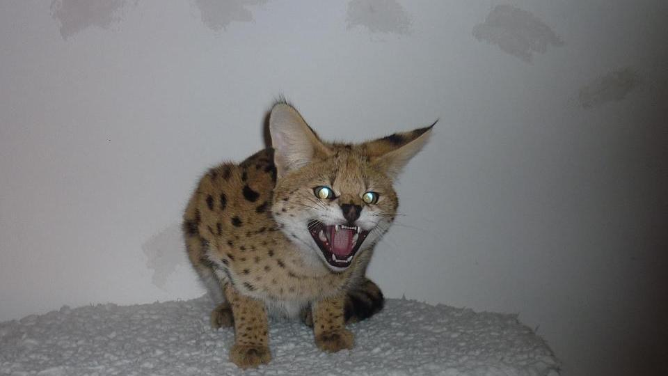 Il gattopardo Chiku (foto da Facebook)