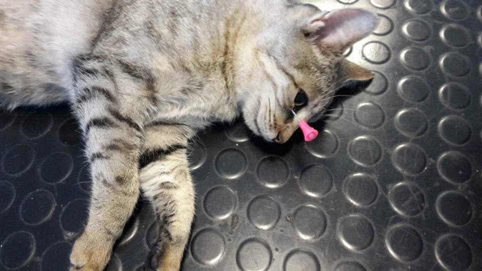 Gatta ferita da un ago scagliato da una cerbottana