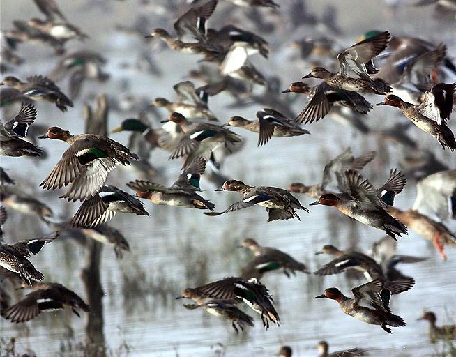 Censimento degli acquatici svolto in modo corretto 