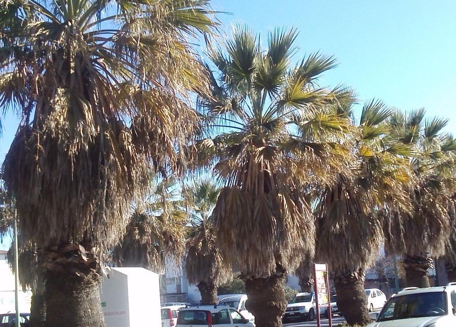 Ventuno palme abbandonate