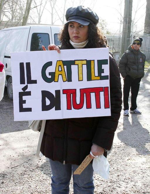 Né truffe e né raggiri al gattile comunale: assolti gli ex gestori 