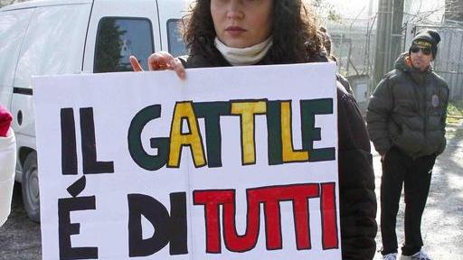 Né truffe e né raggiri al gattile comunale: assolti gli ex gestori
