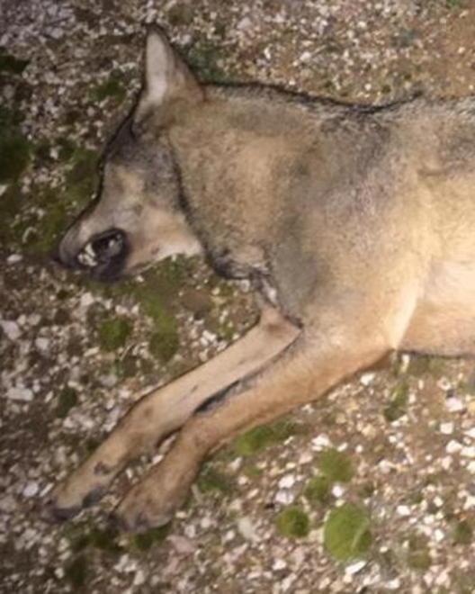 Anuu: «Lupo travolto, si metta in sicurezza l’Aurelia»