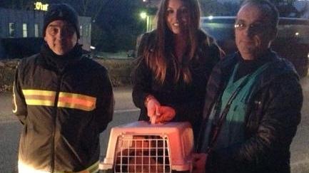 Gatto abbandonato in casa Mobilitazione per salvarlo