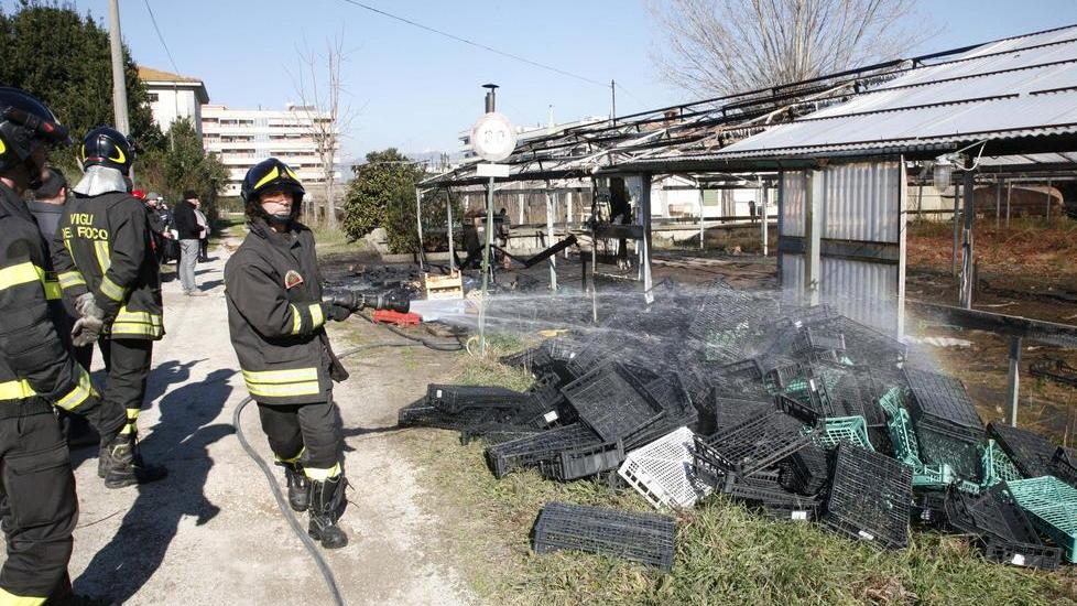 Incendio in una serra alla Migliarina
