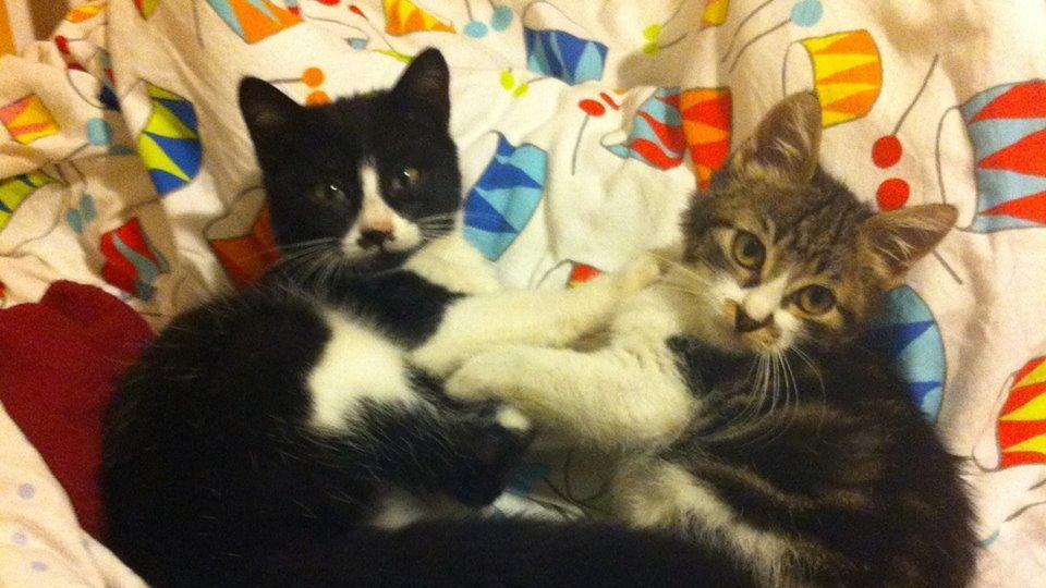 Gatti soccorsi dall'associazione Enpa