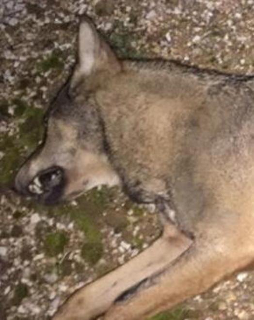 Animali in strada, installati gli allarmi