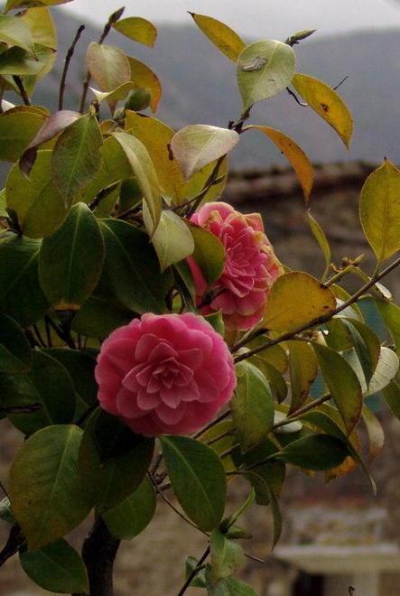 Messe a dimora oltre 150 piante di camelia japonica