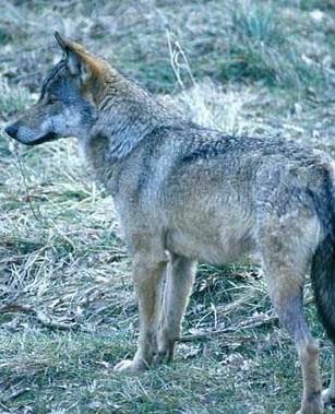 Due cani sbranati, si pensa ai lupi. Allertata la Forestale