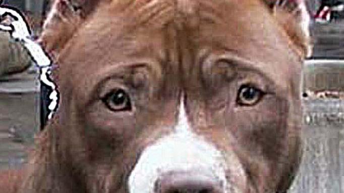 Un cane coraggioso Nome tradotto: toro della fossa