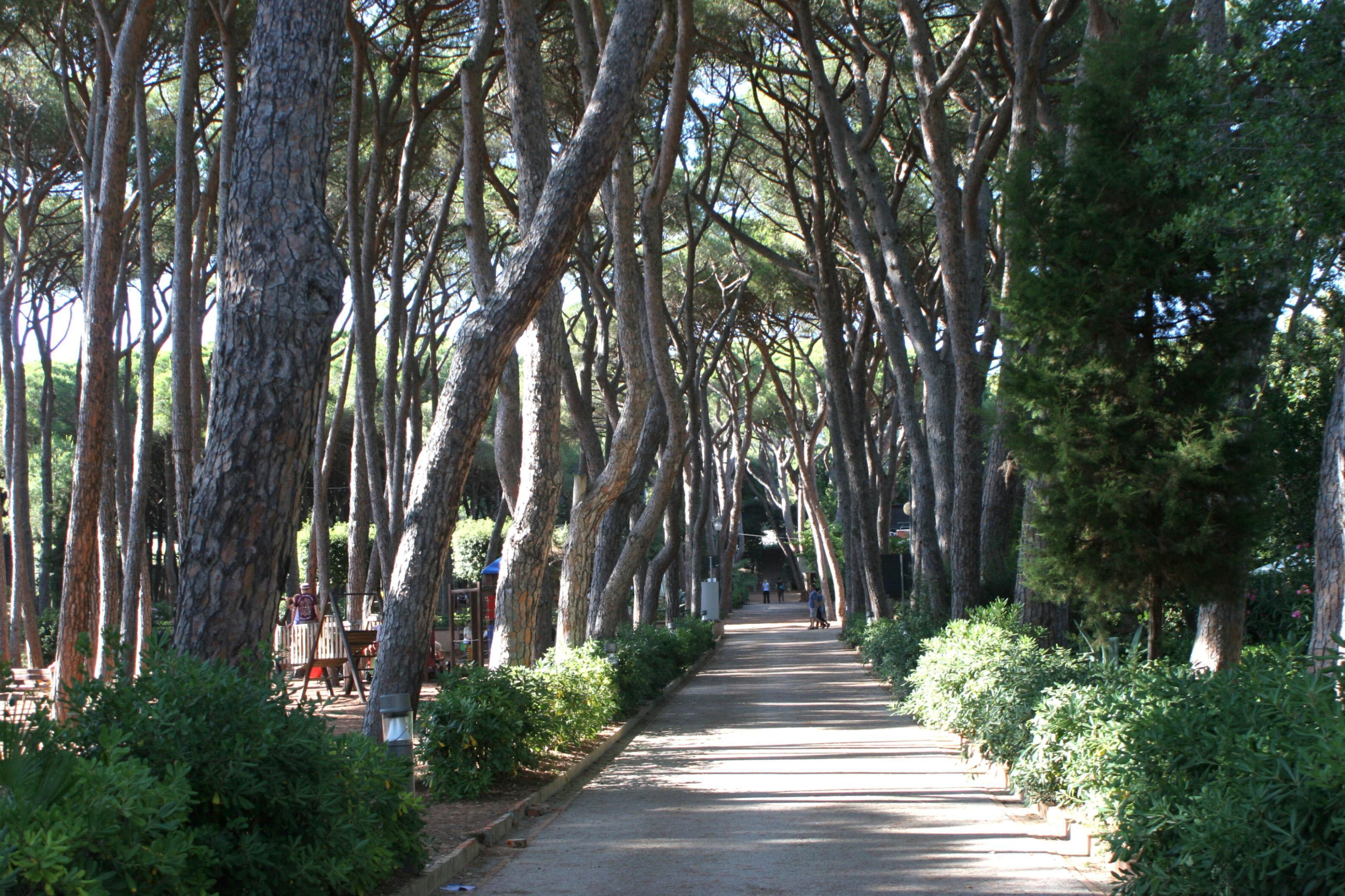 La pineta Marradi