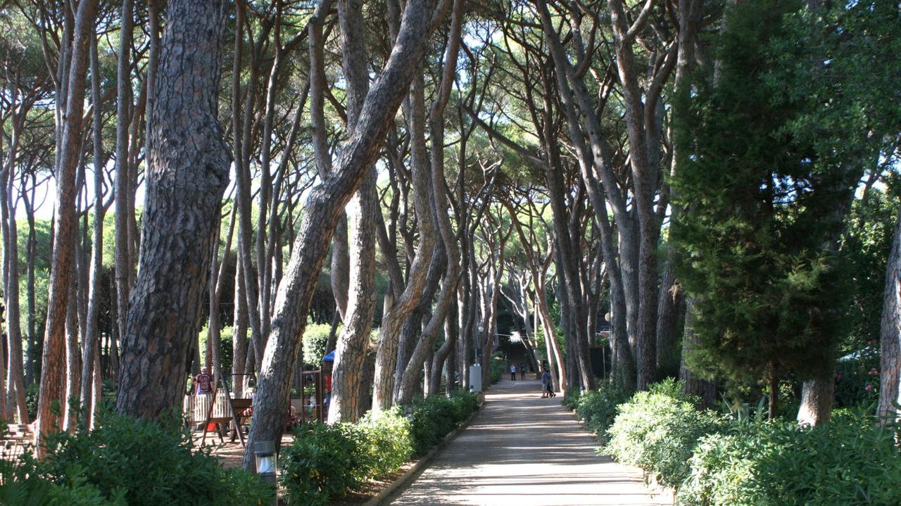 La pineta Marradi