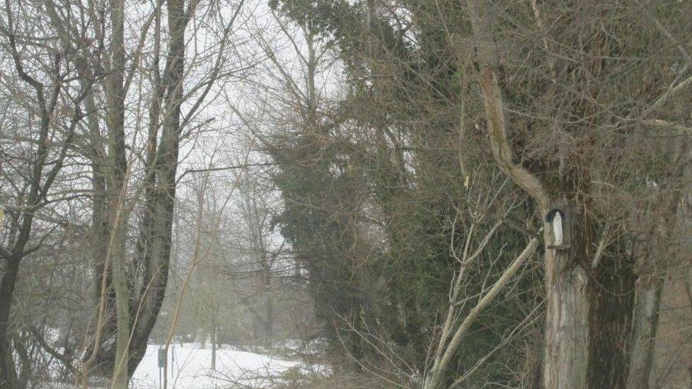 Operazione “alberi sicuri”: due mesi per diradarli