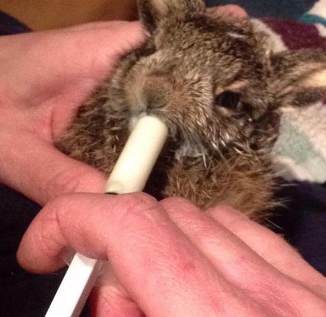 Ora solo coccole per la leprotta salvata dal gelo 