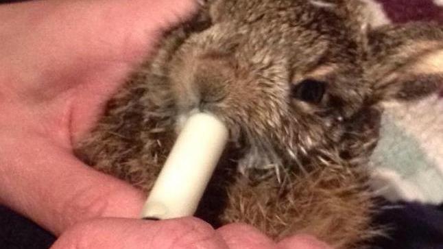Ora solo coccole per la leprotta salvata dal gelo
