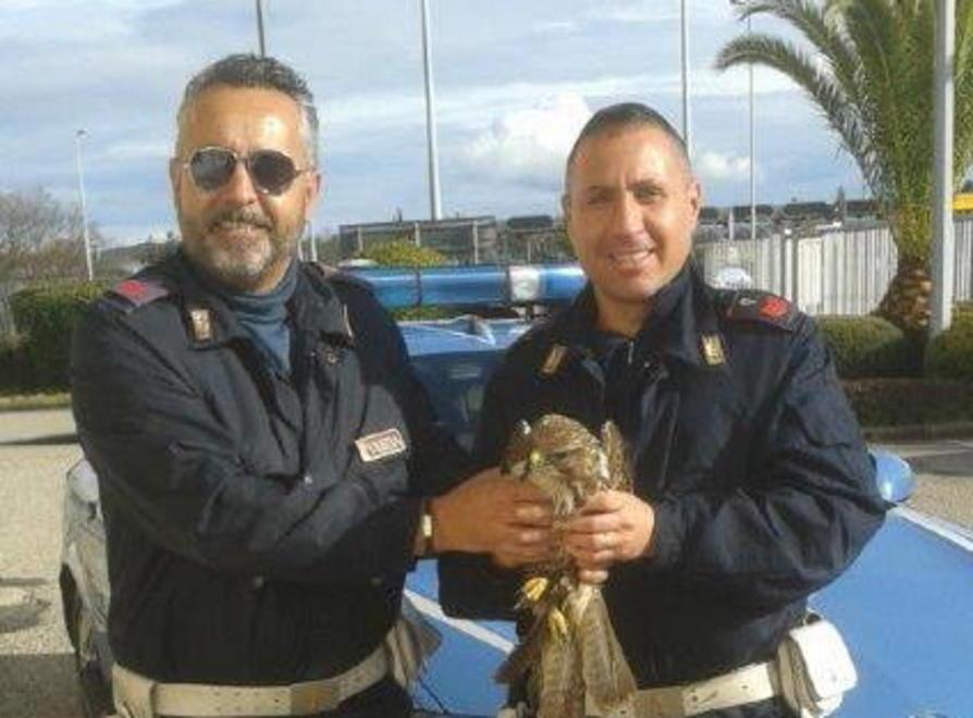 Falco reale salvato dalla Polstrada 