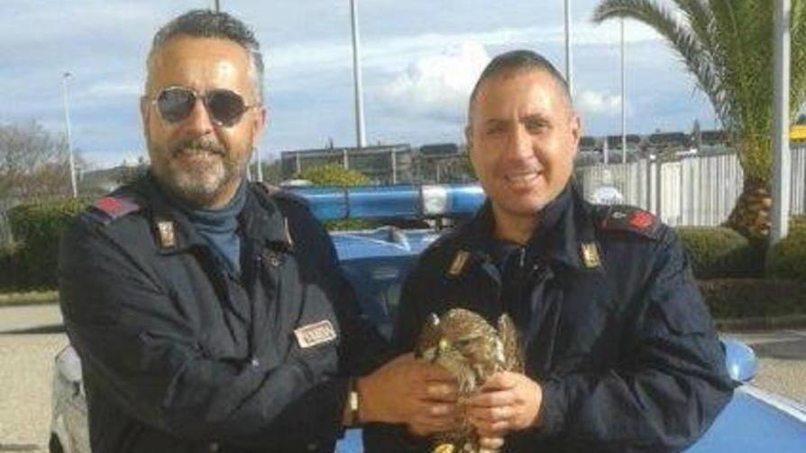Falco reale salvato dalla Polstrada