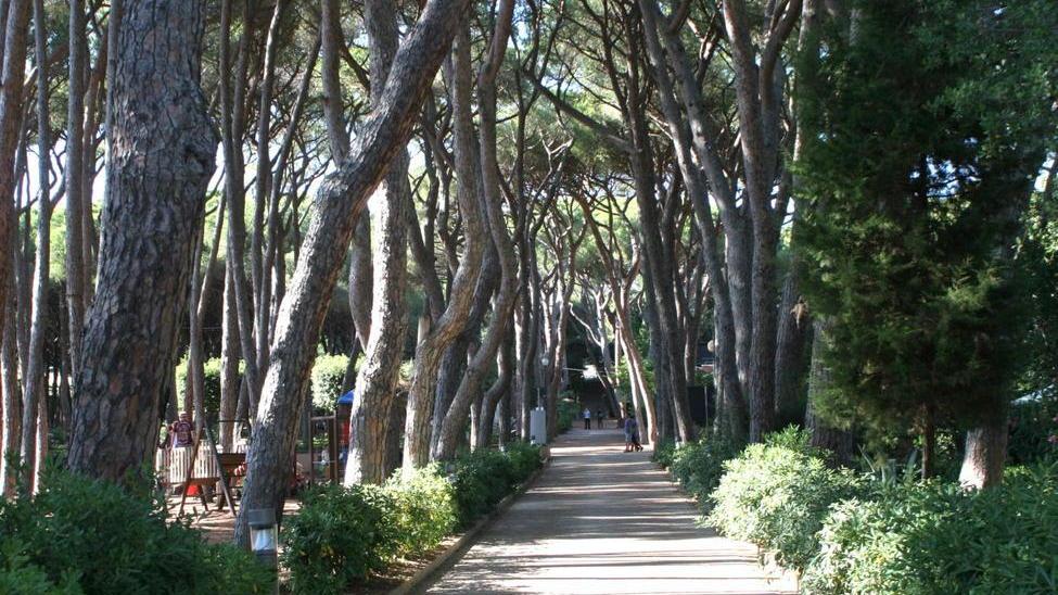 Pineta Marradi sorvegliata speciale
