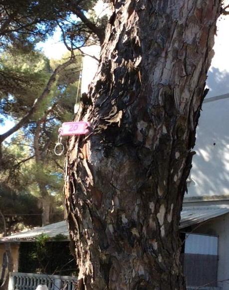 Pineta Marradi sorvegliata speciale 