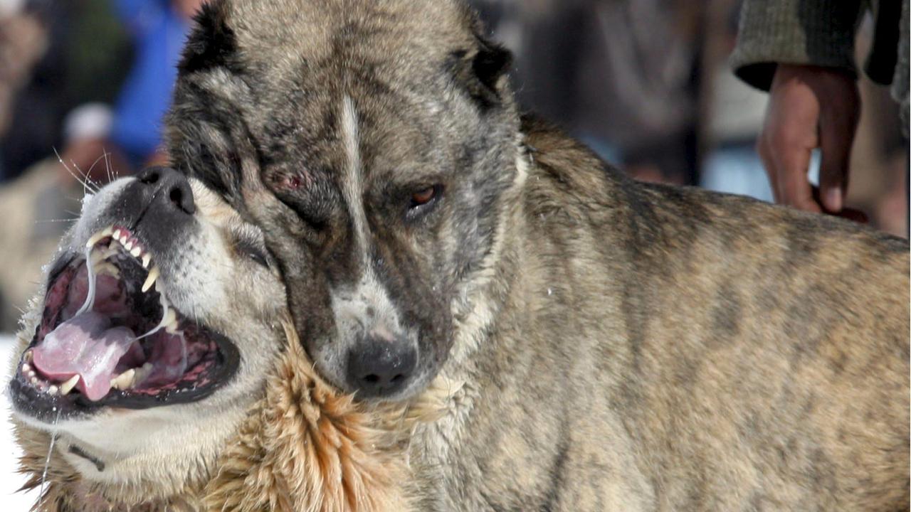 L'uomo è stato aggredito da due cani (foto d'archivio, Ansa)