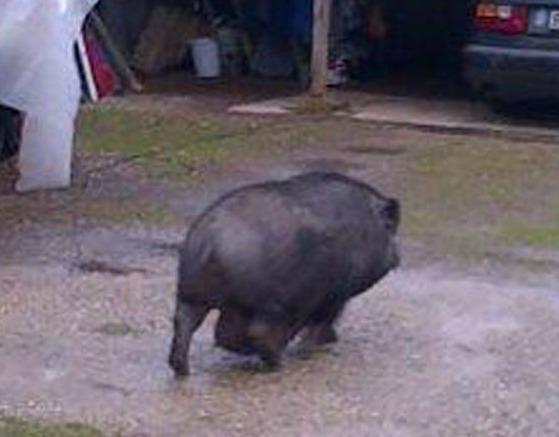 Maialino thailandese