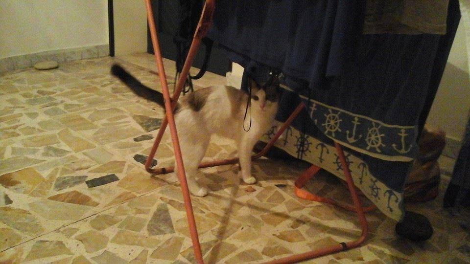 Iris, il gatto di Annalisa Barone