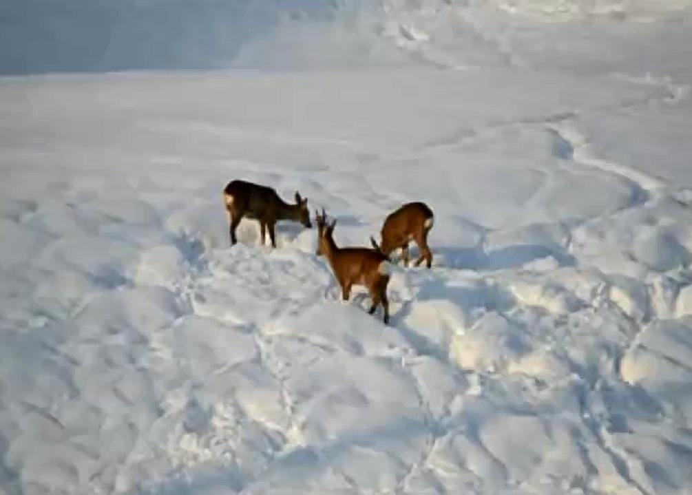 Caprioli a caccia di cibo in Appennino