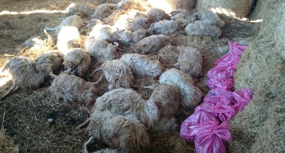 Stragi di pecore alle porte di Grosseto 