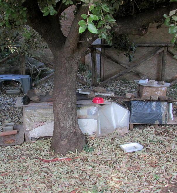 L’assessore Giorgieri chiede decoro nelle colonie feline