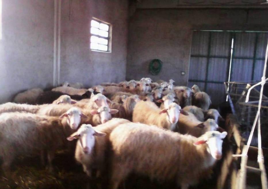 Cancelli aperti e recinto vuoto Metà gregge era stato dilaniato