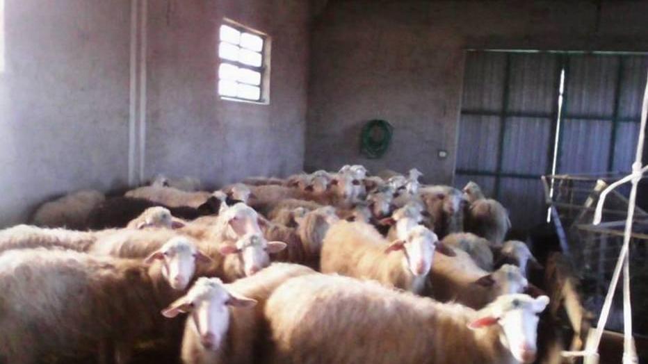 Cancelli aperti e recinto vuoto Metà gregge era stato dilaniato