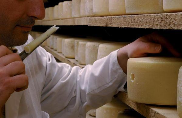 Forme di pecorino in un caseificio