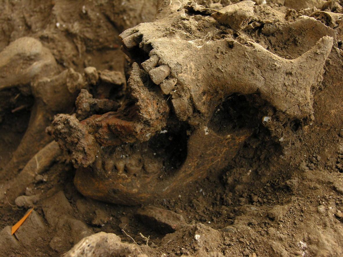 L'immagine dall'area scavi di San Cerbone: il  teschio della 
strega con i chiodi in bocca  