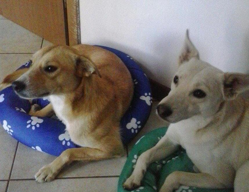 Beth e Megh le due canine sparite dal giardino di una casa in Val di Cava; i loro padroni pensano che qualcuno le abbia rubate
