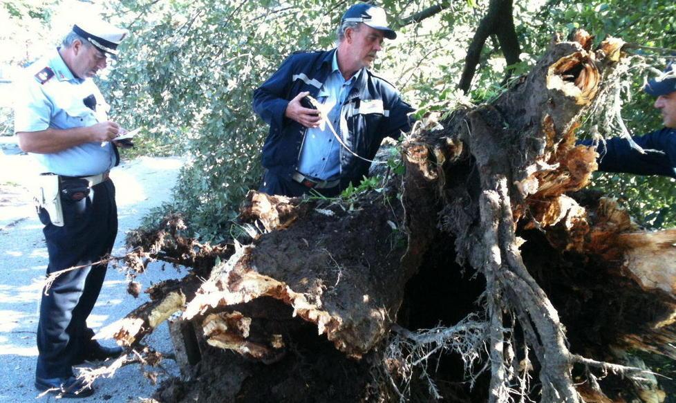 Albero crolla e uccide ciclista, sotto accusa sei dipendenti comunali