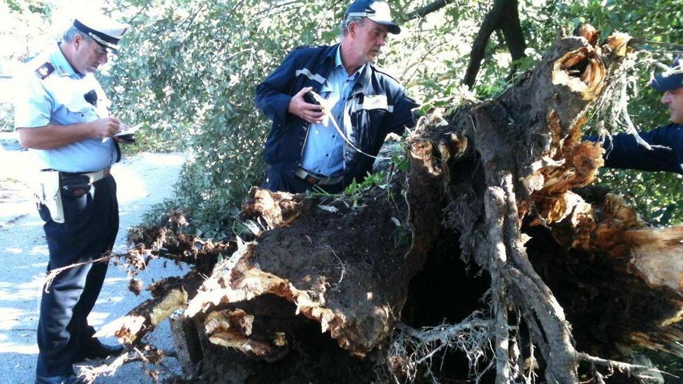 Albero crolla e uccide ciclista, sotto accusa sei dipendenti comunali
