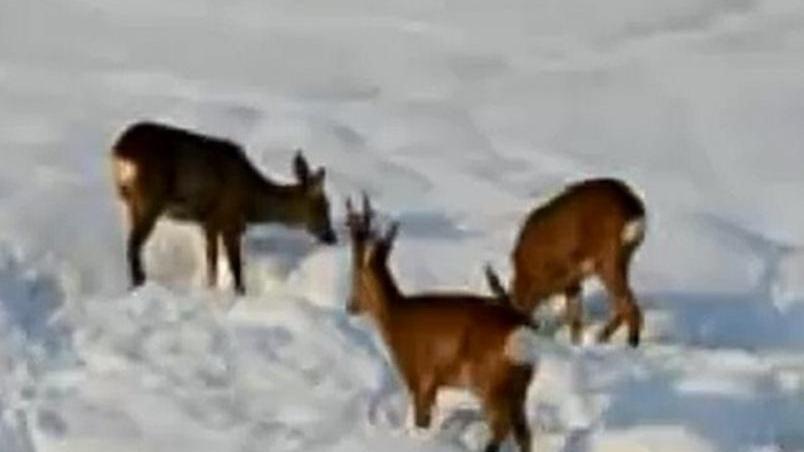 Neve, emergenza fauna selvatica
