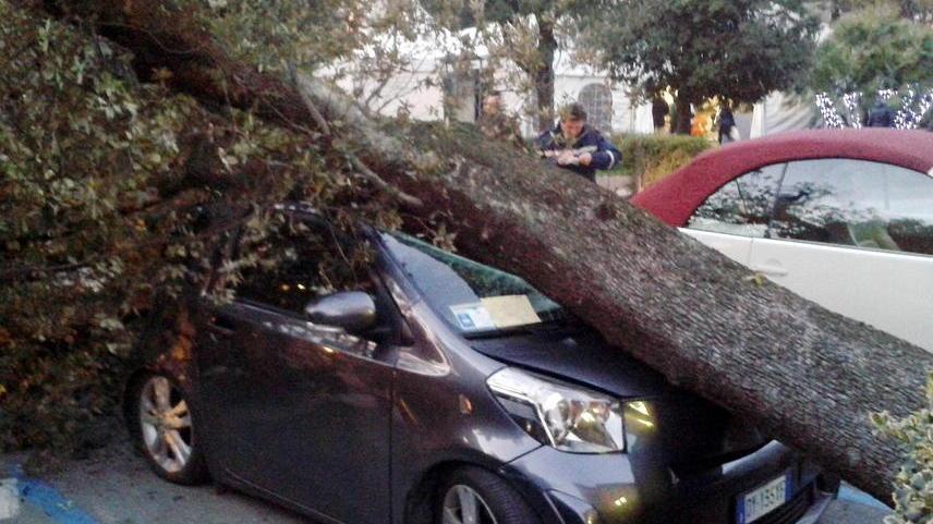L'albero caduto su un'auto in viale Verdi lo scorso dicembre (foto Nucci)
