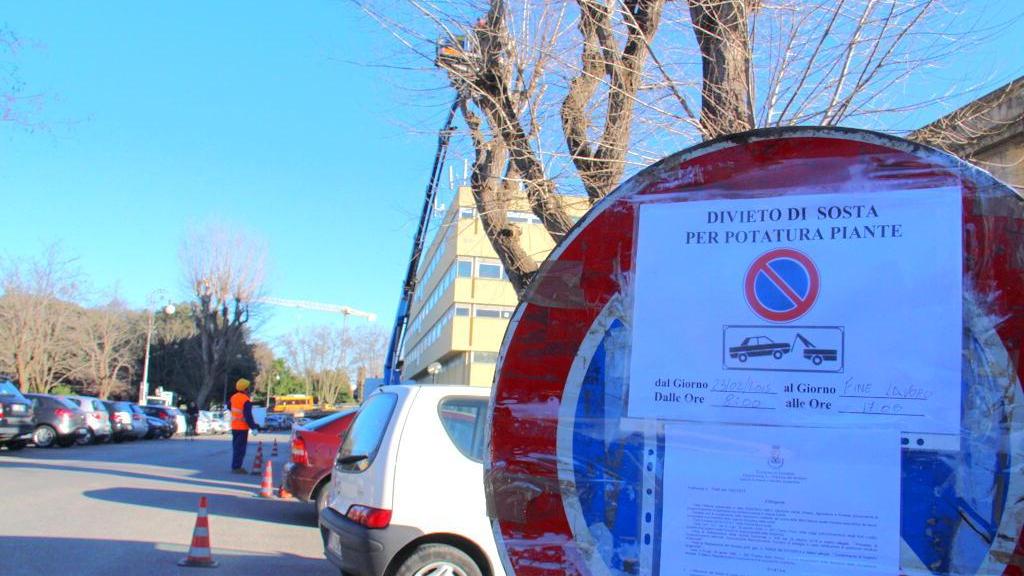 Il cartello che avvisa della potatura in piazza Dante